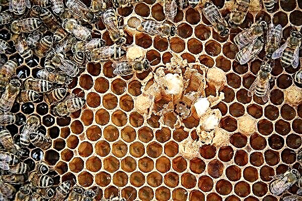 Die Hauptzeichen der Ascospherose von Bienen und die Methode zur Behandlung der Krankheit