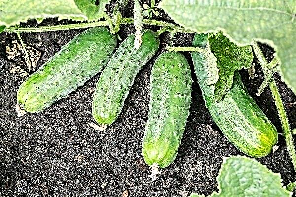 Variety of cucumbers Spino: how to grow and get a good harvest?
