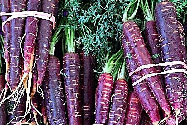 Review of purple carrots and the rules of its cultivation
