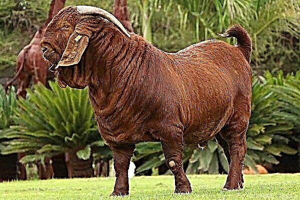 Las mejores razas de carne de cabra: sus características y fotos.