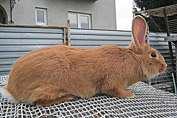 Burgunder Kaninchen - eine detaillierte Überprüfung der Rasse