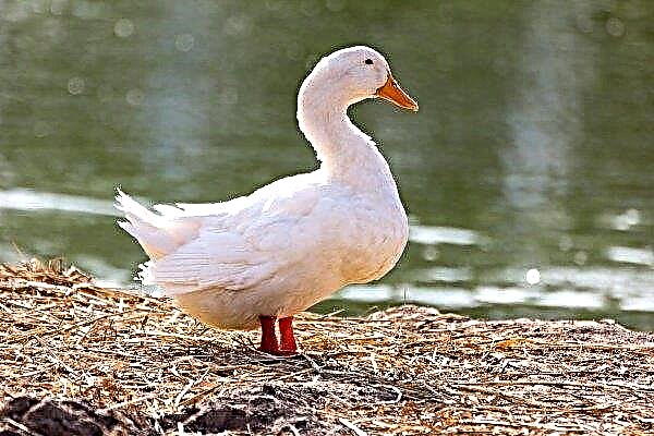 Why is Agidel duck so popular? Overview of the breed and its rules