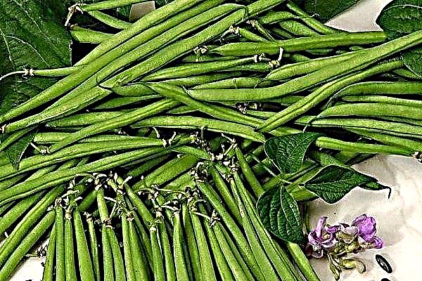 The best varieties of asparagus beans. Photos and specifications