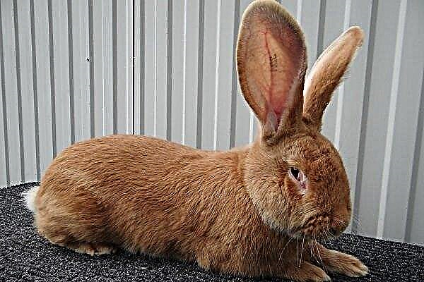 Elevage et élevage de lapins Riesen. Pourquoi sont-ils si attrayants?