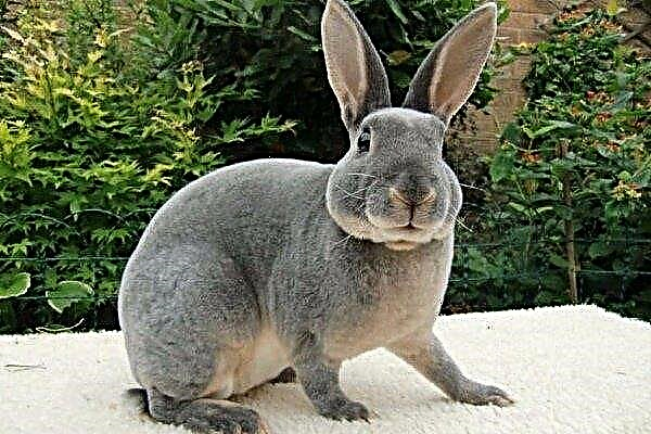 Features of keeping and breeding Rex rabbits