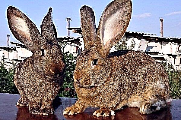 Rabbit Flandre (atau gergasi Belgia): keterangan dan ciri utama