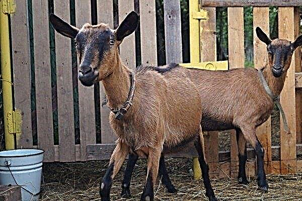 Overview of Czech goats - the main characteristics and features of the content