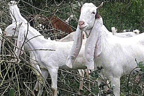 Overview of Gulabi goats: features of appearance and content