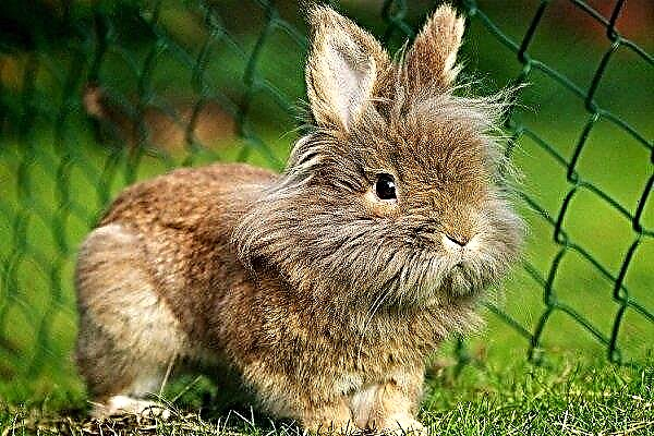 Lion-headed rabbit: main features and description of the breed