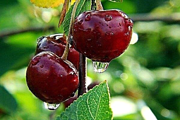 Overview of the best varieties of cherries: description and features of their cultivation