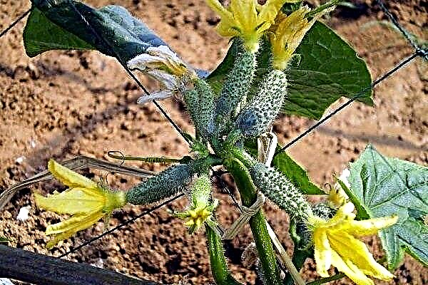 What is special about beam cucumbers? How to grow them properly?