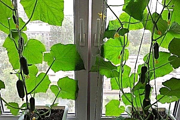 How to grow cucumbers on the balcony: step by step instructions