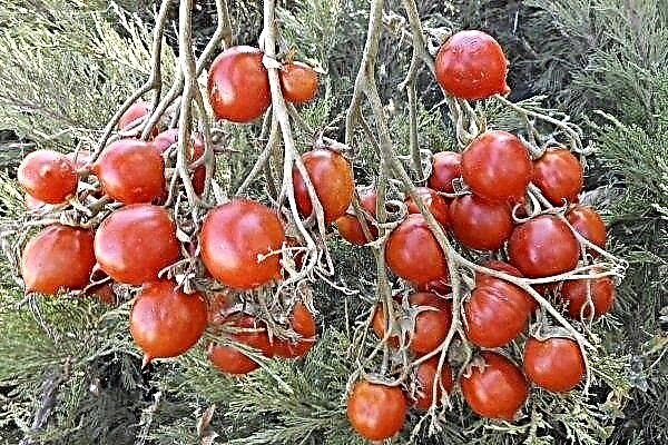 Overview of tomato varieties Kiss of geranium (Geranium Kiss)