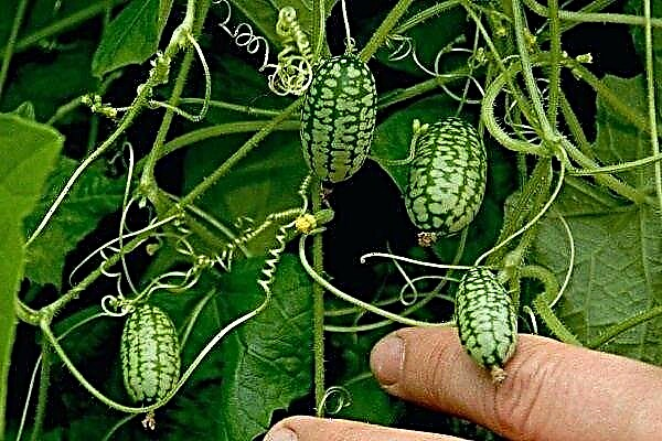 Mini-pepinos ásperos Melotria: qual é a peculiaridade da variedade e como cultivá-la adequadamente?
