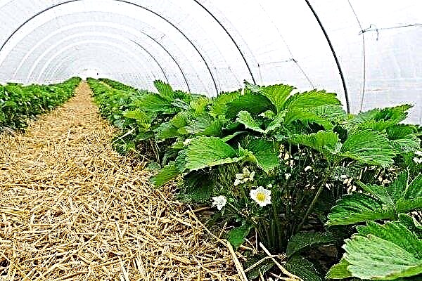 Strawberries in a greenhouse: important aspects of growing