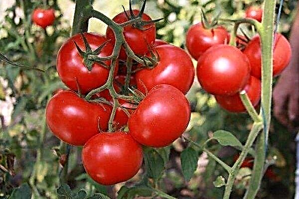 Feste und frühe Tomate Katya. Hybride Eigenschaften und Agrartechnologie