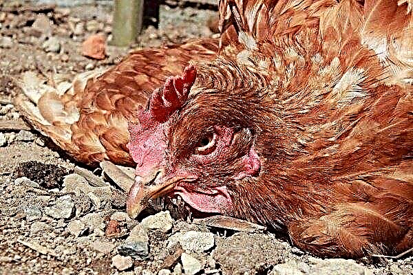 Pasteurellose bei Haushühnern: Wie manifestiert sie sich und wie wird sie behandelt?