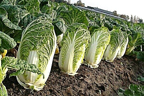 How to plant and grow Beijing cabbage? Its features and characteristics
