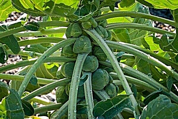 How to plant and grow Brussels sprouts? Its features and agricultural technology