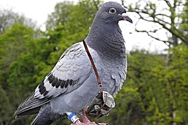 All about carrier pigeons: varieties, flight principles, keeping and breeding