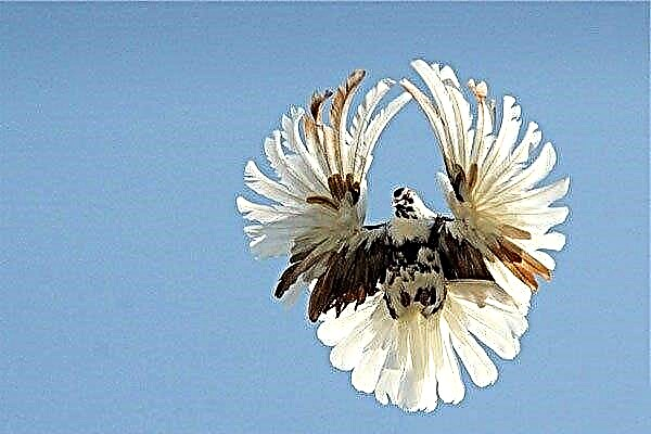 Srpki golob: opis ptice in njene značilnosti