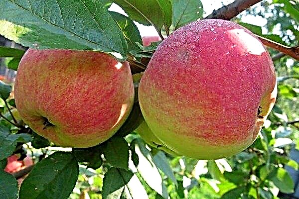 أفضل أنواع أشجار التفاح للنمو في الضواحي