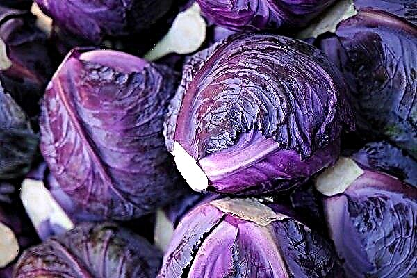 Popular varieties and hybrids of red cabbage