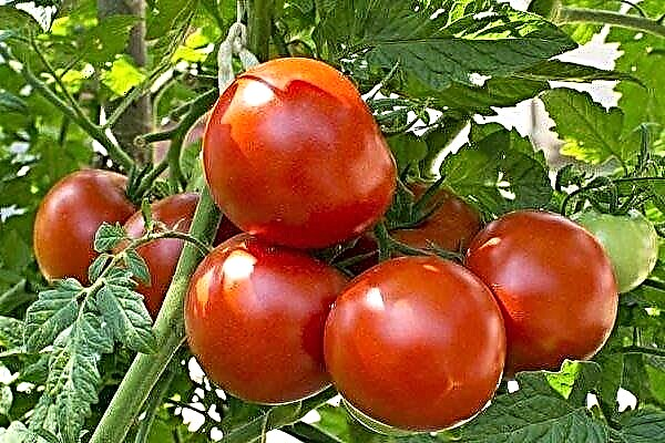 Sanka: A popular variety of early tomatoes. High yield secrets