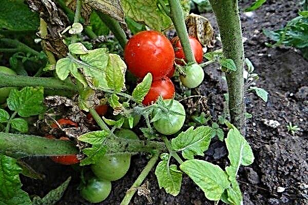 סקירת עגבניות צפון-רחוק: הוראות גידול