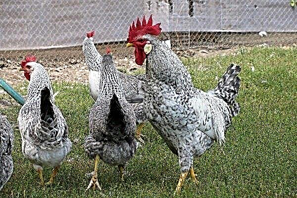 Chickens Borkovsky Barbarous: quelle est la caractéristique de soins et d'entretien appropriés?