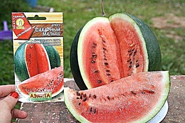 Wat is opmerkelijk voor het type watermeloen Sugar baby en hoe het te laten groeien?