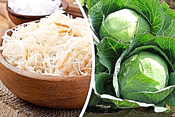 TOP-20 varieties of cabbage for pickling and pickling