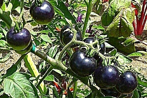 Tomato Kumato - a mid-season black tomato with excellent taste characteristics
