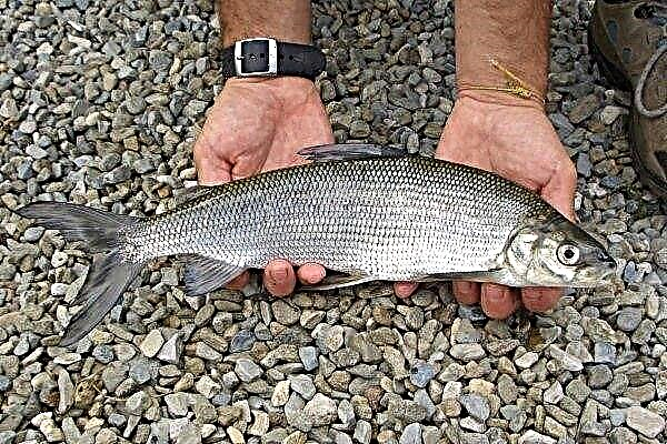 Χαρακτηριστικά Sig - fish, κανόνες για ψάρεμα, αναπαραγωγή και εκτροφή