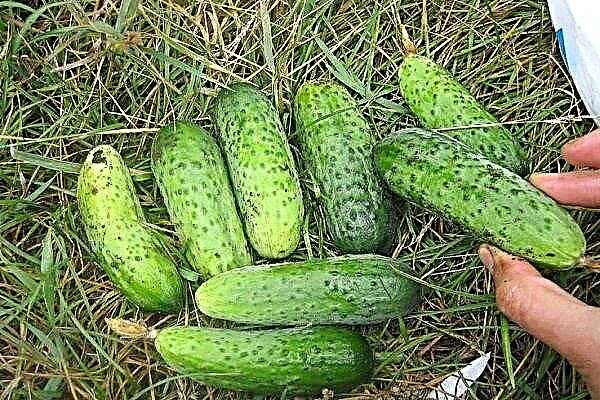 Cucumber Finger - a tall variety with the properties of a hybrid