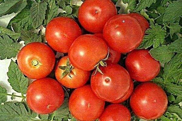 Yablonka de Rusia - tomate de criadores rusos para los "perezosos"