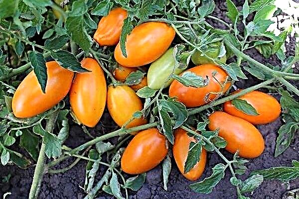 Tomato Golden Stream - a real decoration of the garden