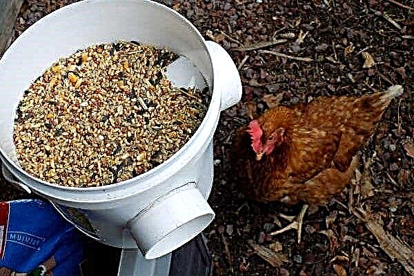 How to make a chicken feeder yourself?