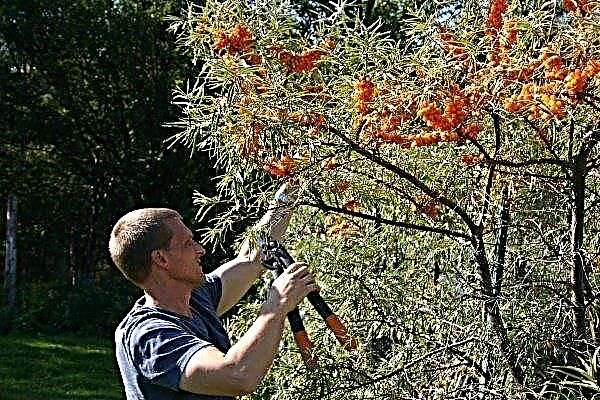 How to care for sea buckthorn in the fall season?