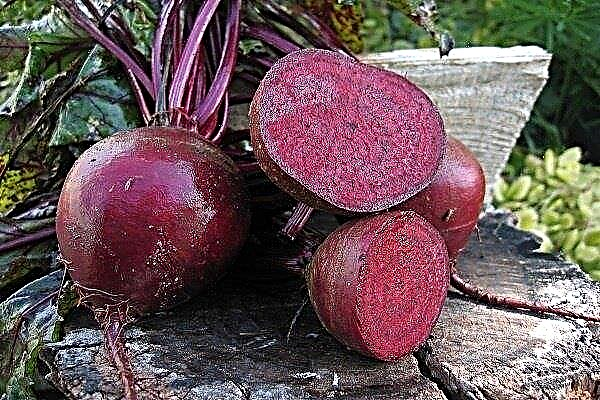 Pablo beets - a popular hybrid with excellent taste