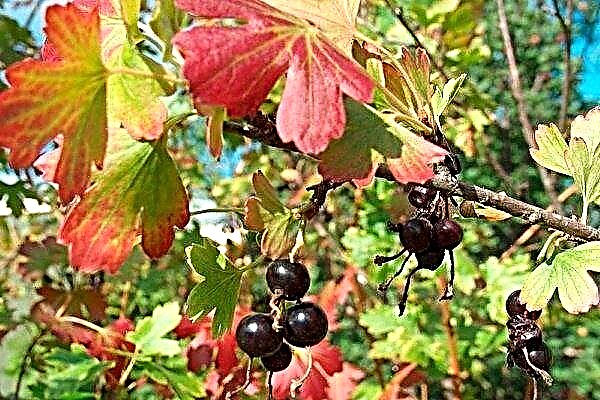 How to care for currant bushes in the autumn?