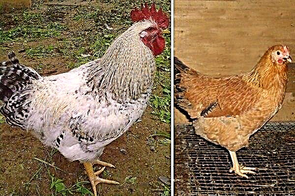 Zeldzame kippen Avicolor: productiviteit, kwaliteit en kenmerken van de inhoud