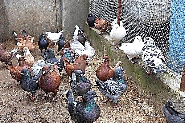 Meat pigeons: breeds and features of the content