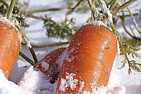 What varieties of carrots grow in Siberia?