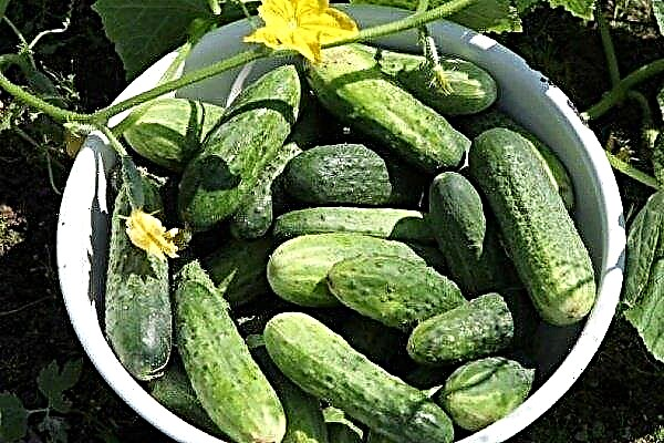 Taganay cucumbers - a variety sprinter for cultivation in the southern and northern regions