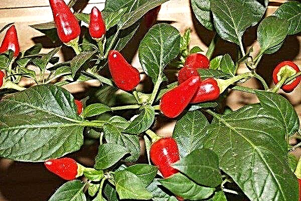 How to grow pepper Spark?