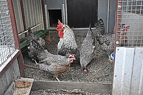 Legbar chickens: all about the breed and its breeding