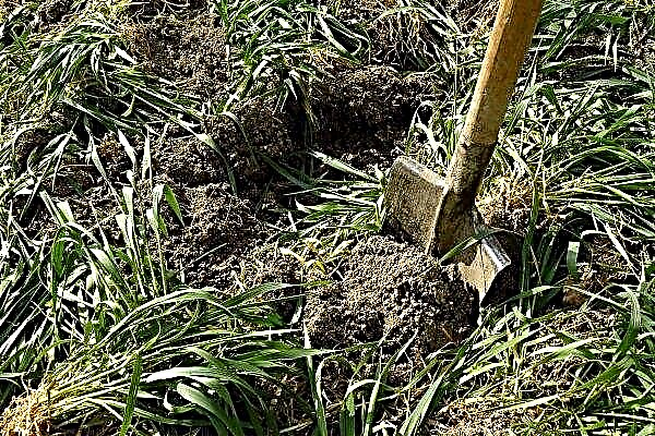 How to sow and mow oats like green manure in autumn and spring?