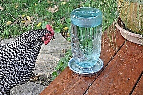 How to make drinkers for chickens and chickens on your own?