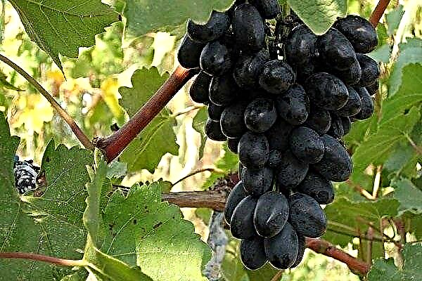 Uma revisão da variedade de uva madura precoce Kodryanka
